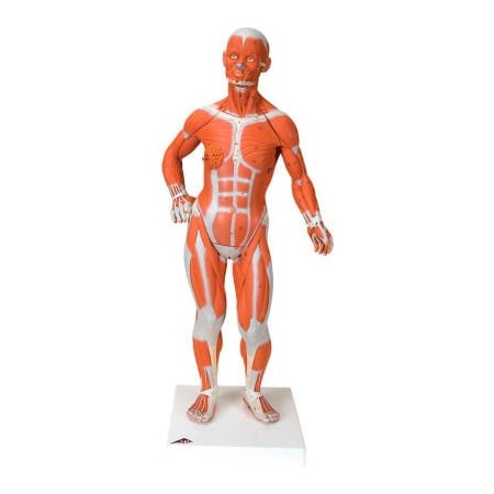 Fabrication Enterprises 3B Anatomical Model - 1/4 Life Size Muscle Figure, 2-Part 1059905